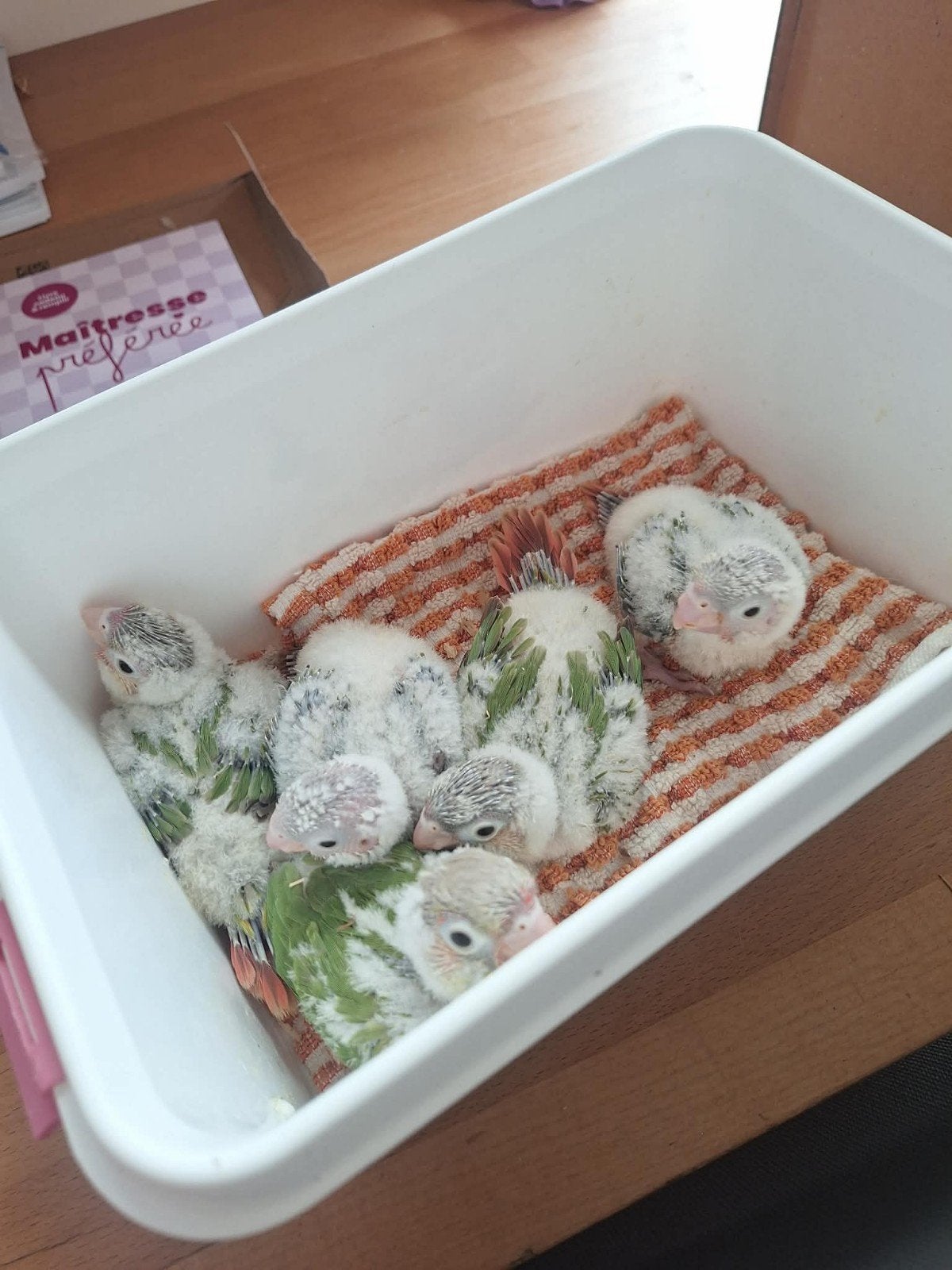 Conure opaline ananas, Ophalen