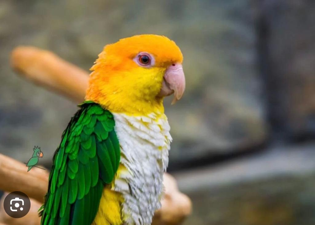 Handtamme roestkop caique, Dieren en Toebehoren, Vogels | Parkieten en Papegaaien