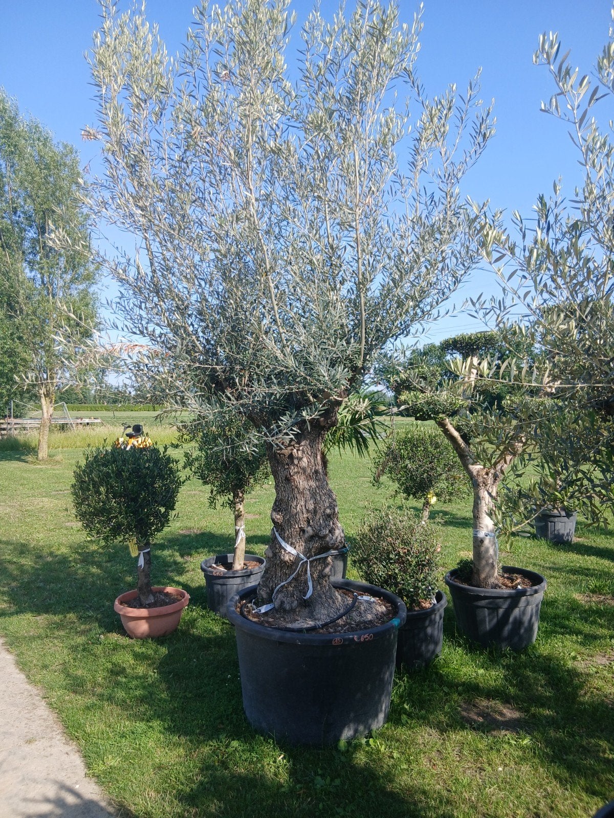 ‼️olijfbomen olea europaea aan stuntprijzen ‼️, Tuin en Terras, Ophalen