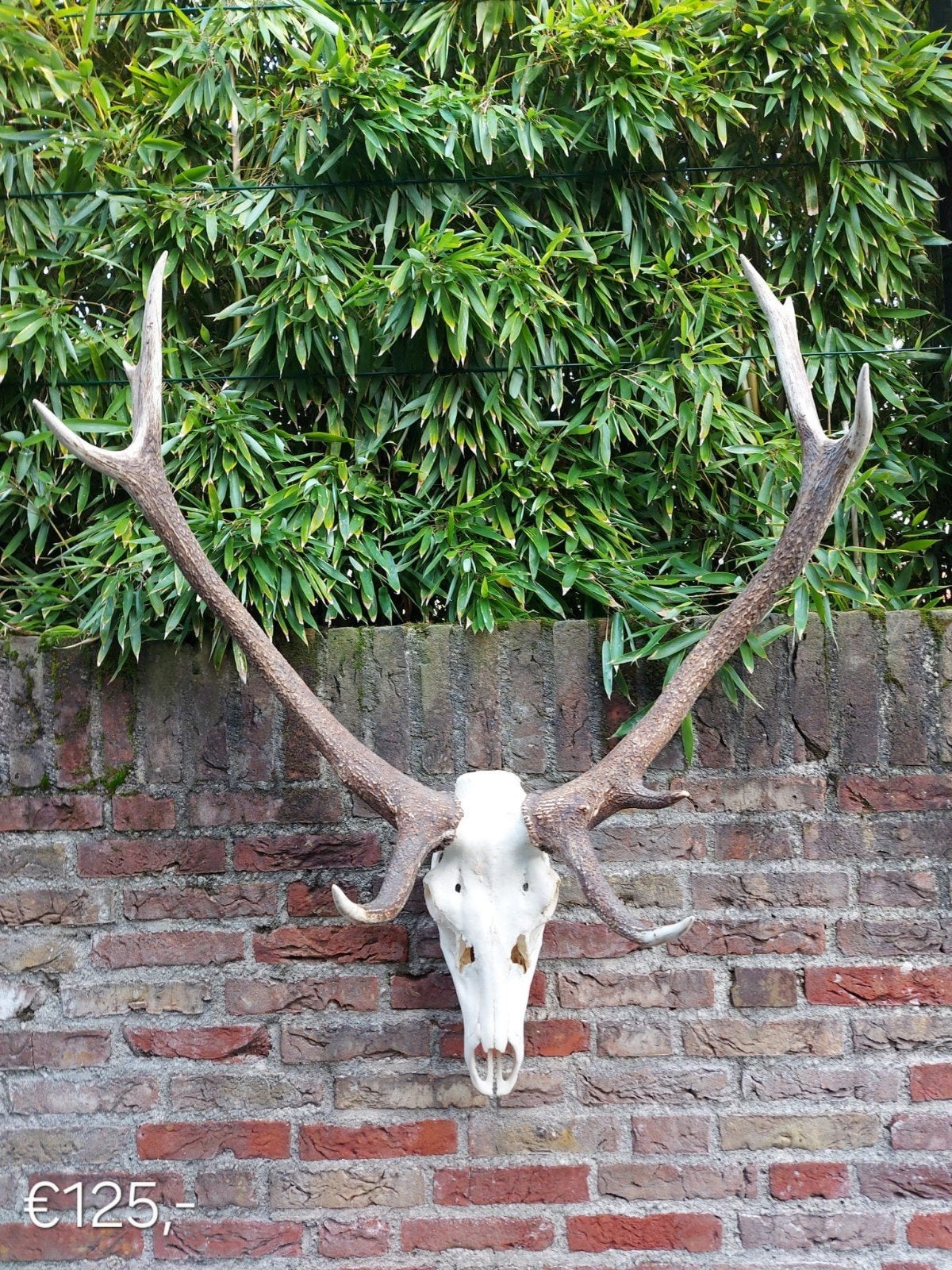 Crânes de cerf élaphe variés avec taxidermie montée sur bois, Collections, Collections Animaux, Enlèvement, Cerf, Crâne