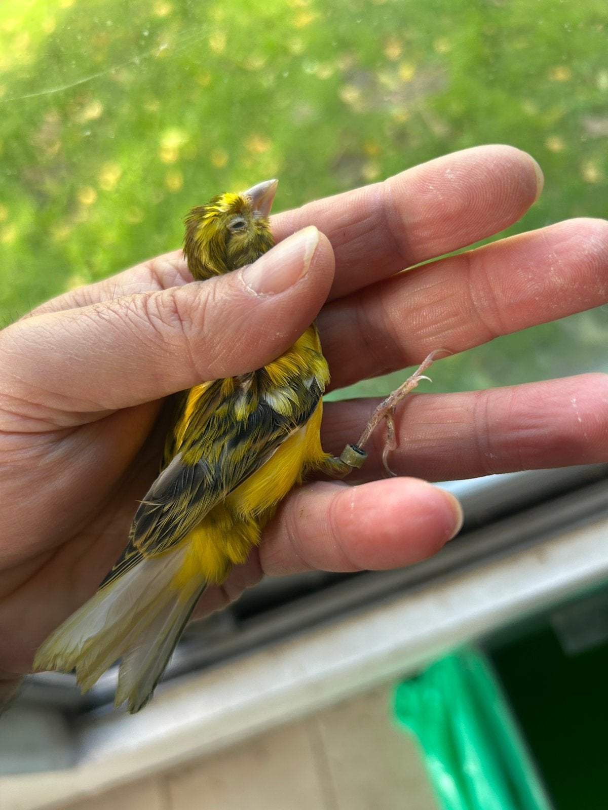 Raza espaniola 2026 couple bage, Plusieurs animaux, Canari de posture