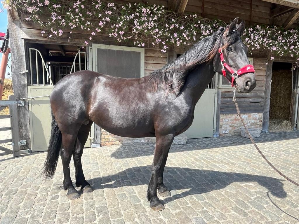 Prachtige Friese merrie (2019), Dieren en Toebehoren, Paarden, Merrie, Minder dan 160 cm, Met stamboom, Niet van toepassing