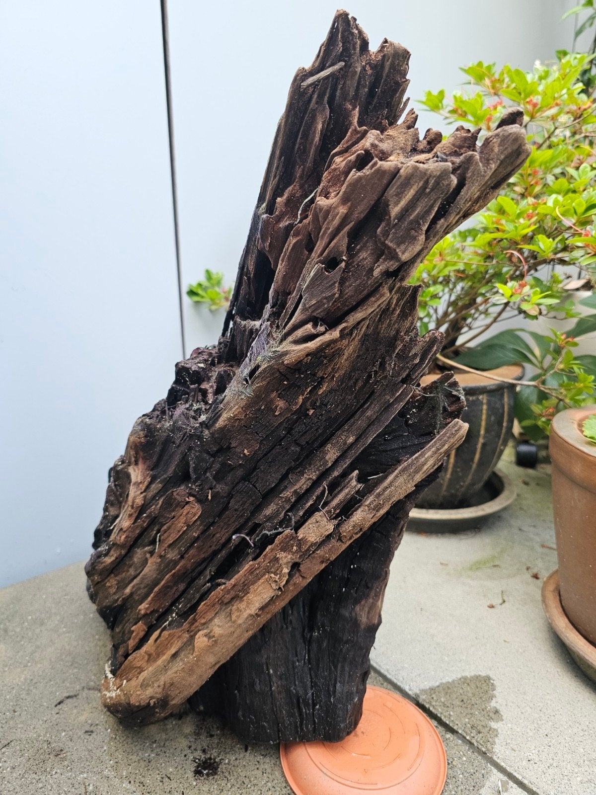 Mangrovehout, Dieren en Toebehoren, Ophalen