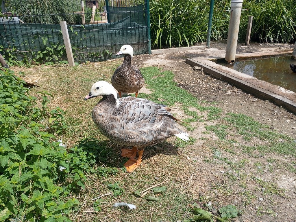 Empereur Goose, Animaux & Accessoires, Plusieurs animaux, Canard
