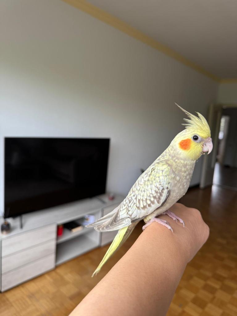 Valkparkiet met kooi, Dieren en Toebehoren, Geslacht onbekend, Tam