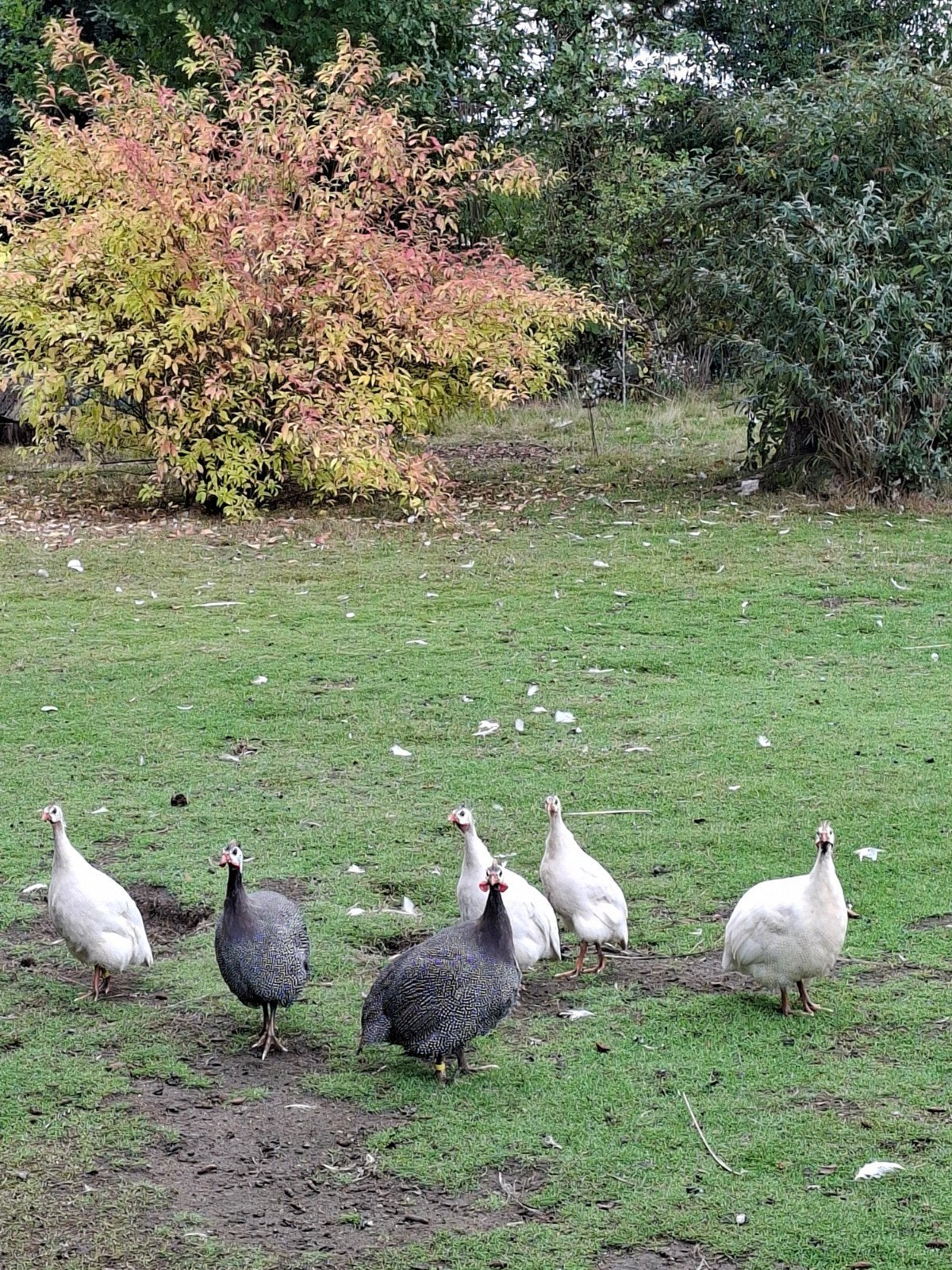 parelhoen