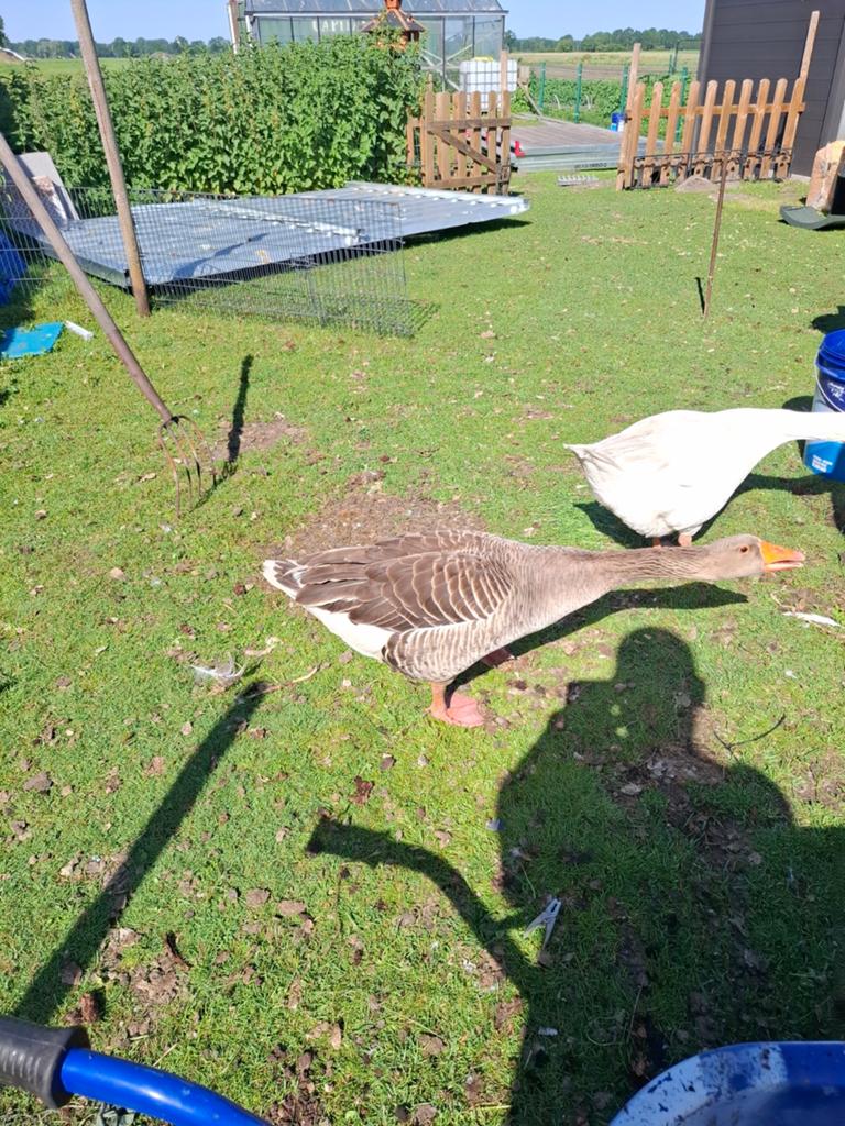 Gans