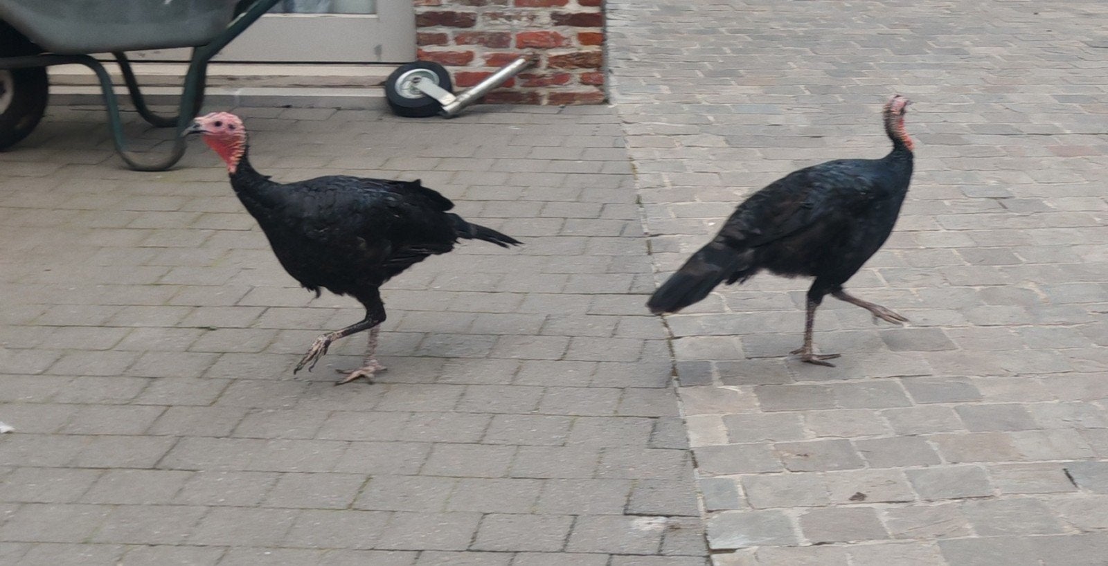 2 vrouwelijke kalkoenen, Animaux & Accessoires, Volatiles, Femelle, Dinde