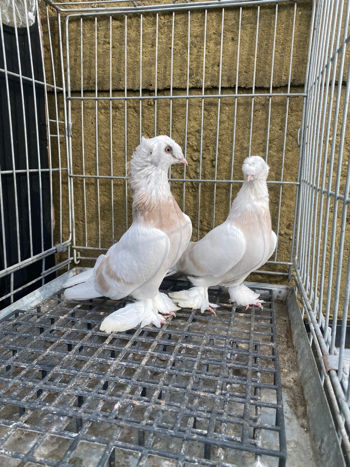 Takla cifttepe limon koppel