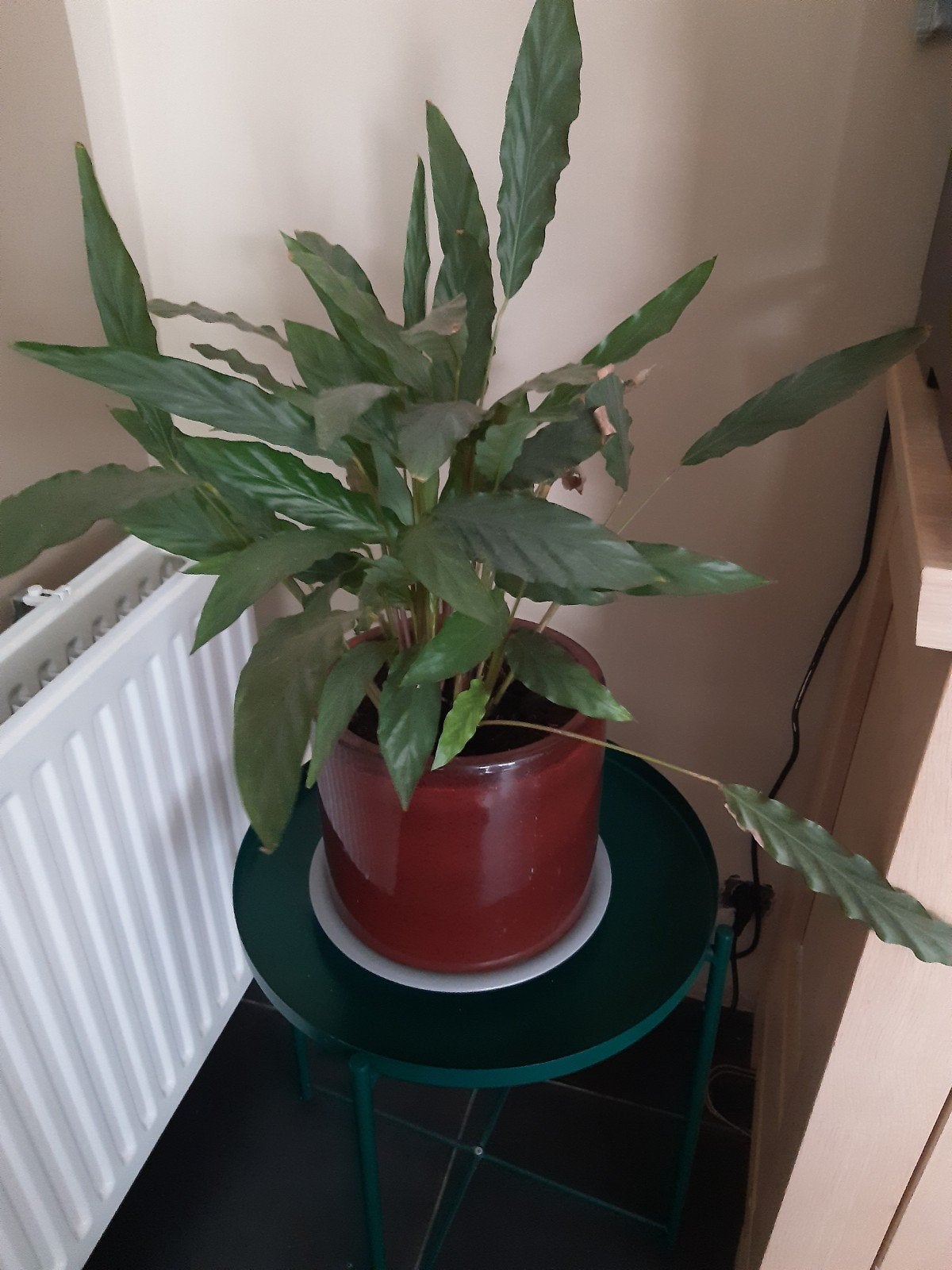 Calathea, Ophalen