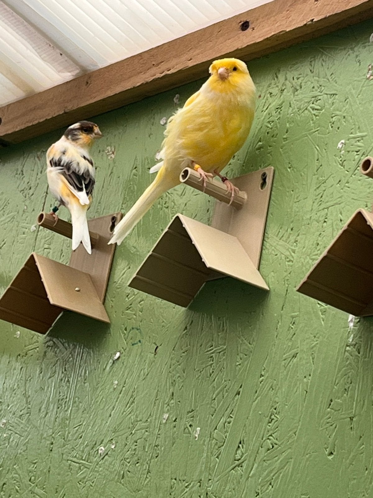 Couple Canaris en bonne santé, Mâle