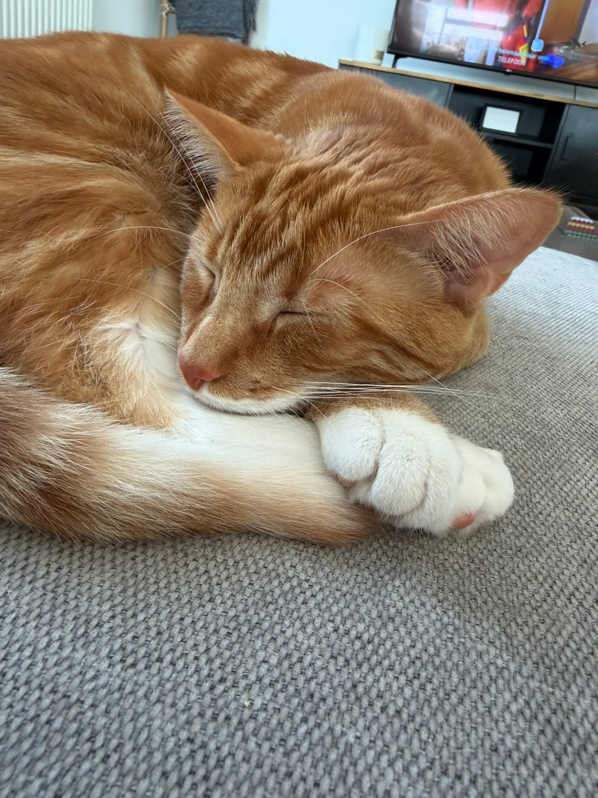 Lieve kater, Ophalen