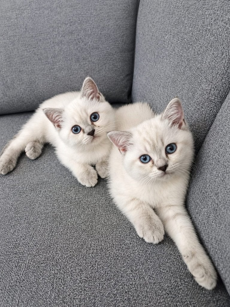 Britse Korthaar kittens, Dieren en Toebehoren, Meerdere dieren, Gechipt, 0 tot 2 jaar