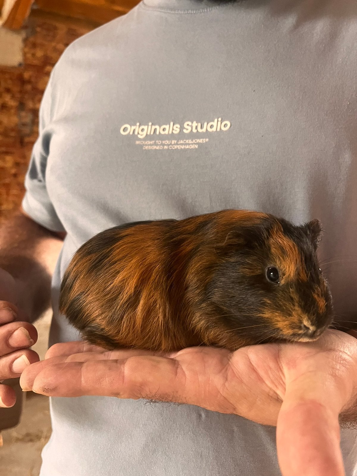 Cavia beer, Cavia, Augustus, Mannelijk, Tam