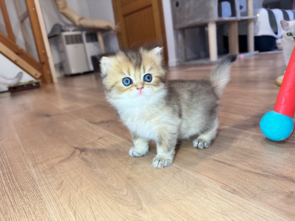Chaton British Longhair, Animaux & Accessoires, Chat, Avec pedigree, 0 à 2 ans