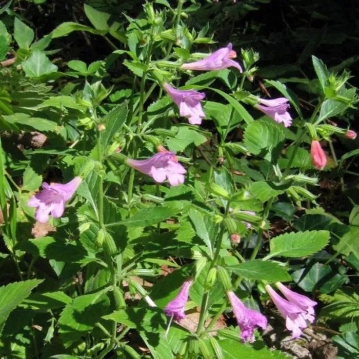 Calaminthe grandiflora, Ophalen