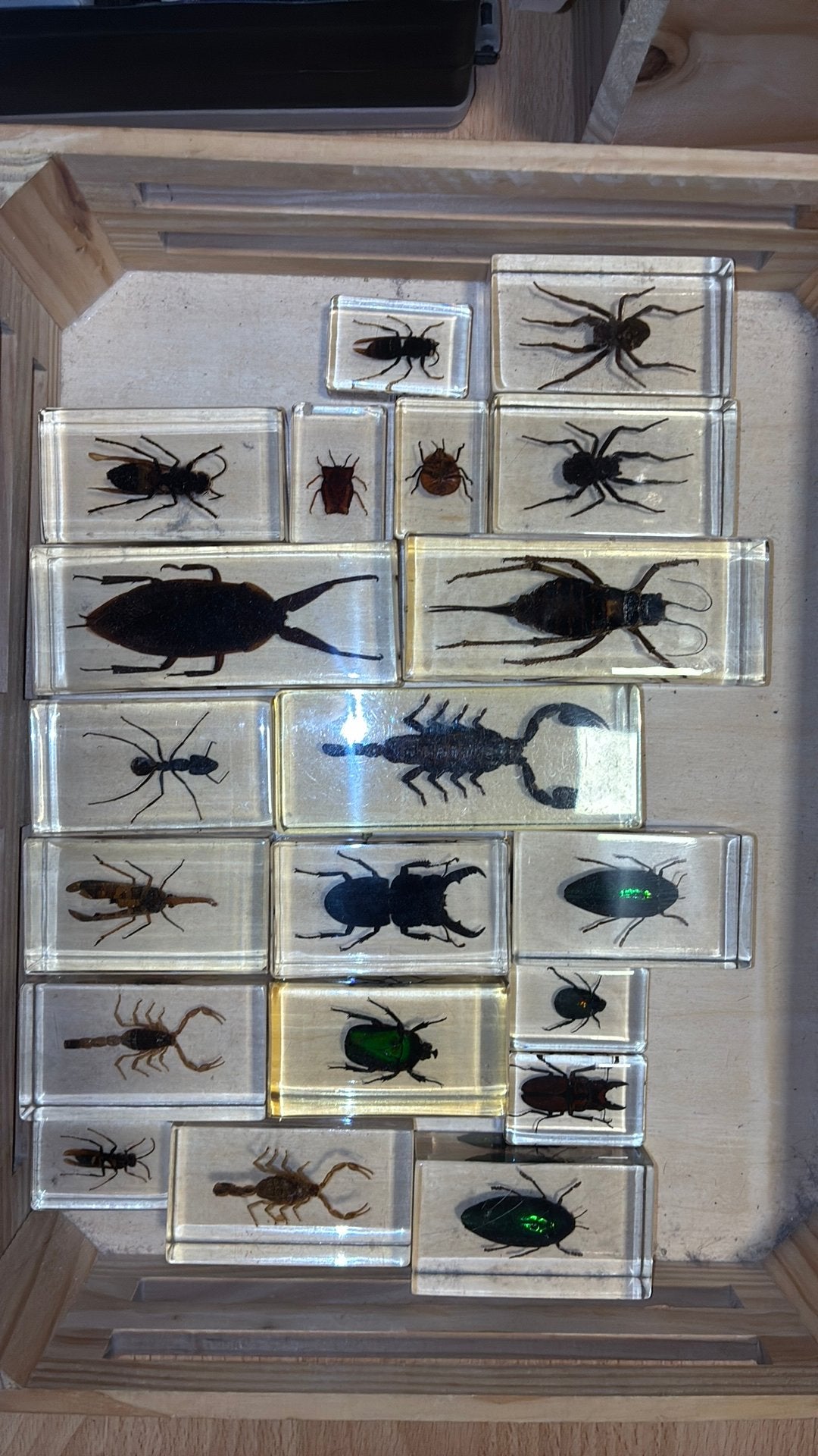 Lot insecten en schorpioen in glas ( kan ook per stuk ), Verzamelen, Ophalen of Verzenden, Zo goed als nieuw, Insect, Opgezet dier