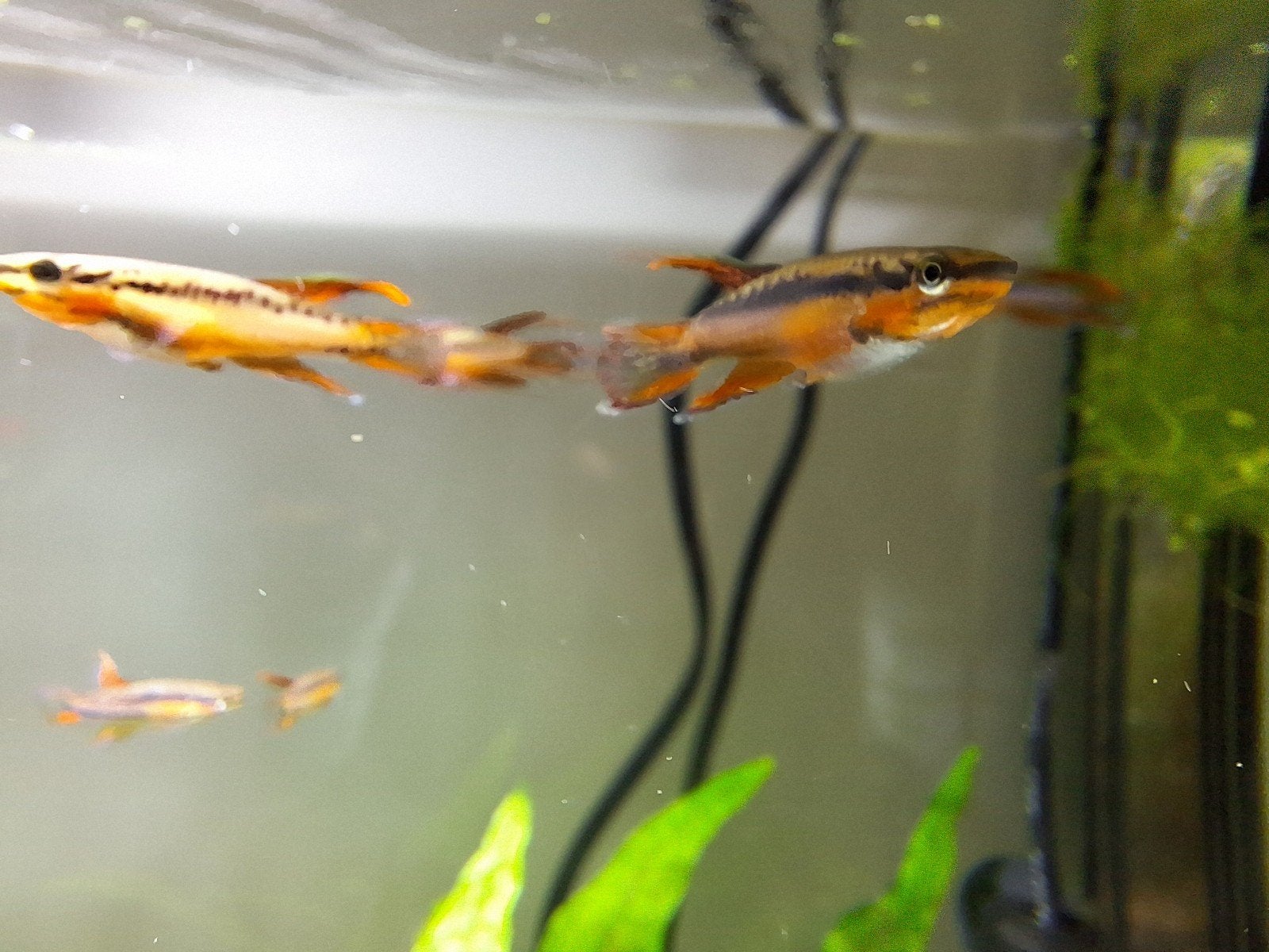 Aphosemion bivittatum, Poisson, Poisson d'eau douce