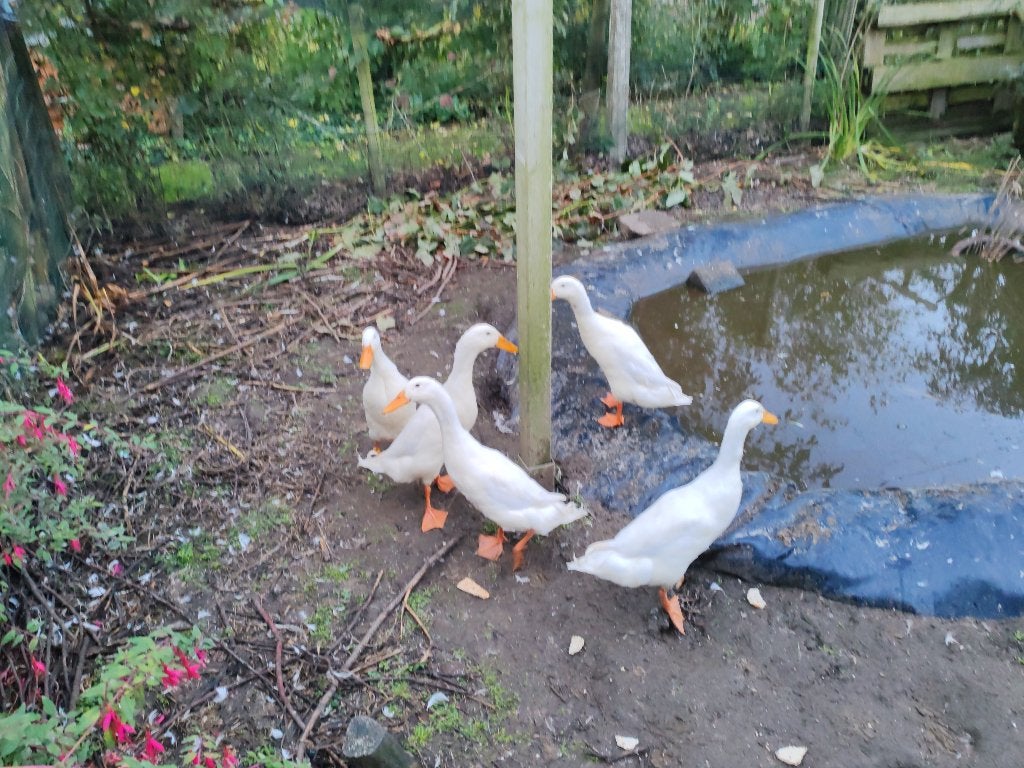 loopeenden, Dieren en Toebehoren, Mannelijk, Eend