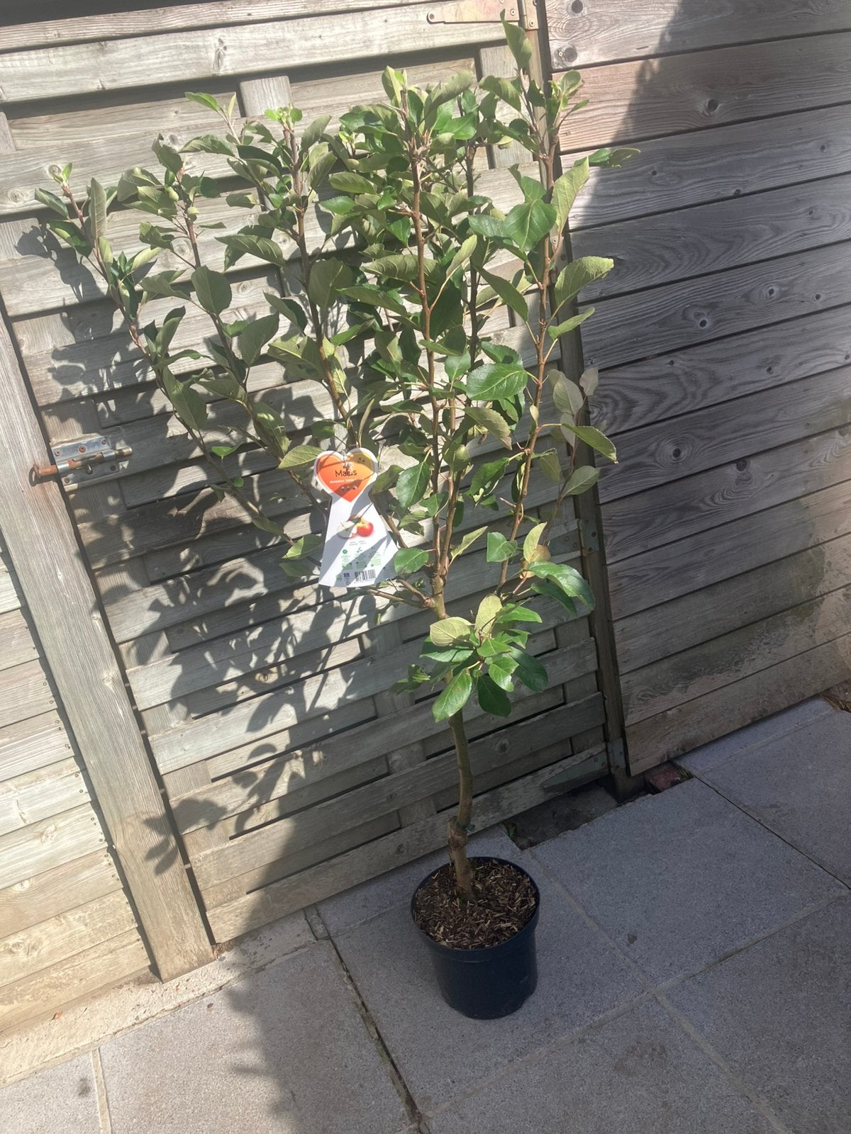 Fruitbomen ( allerlei), Ophalen