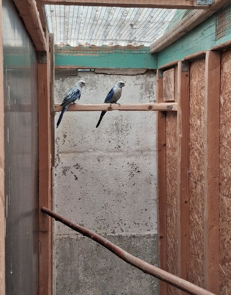 Rosella Koppel Blauw 2024, Dieren en Toebehoren, Vogels | Parkieten en Papegaaien, Meerdere dieren, Parkiet, Geringd