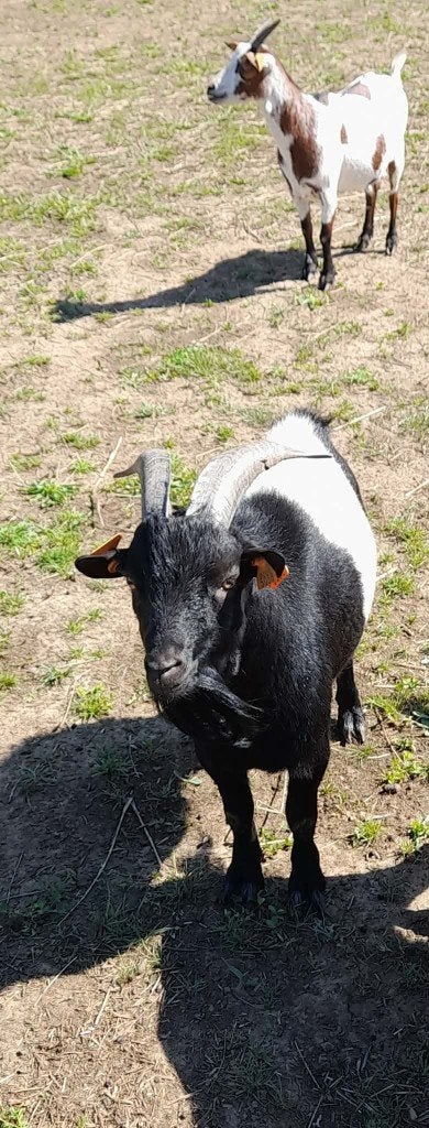 "Super lief dekbokje", Mâle, Chèvre, 0 à 2 ans