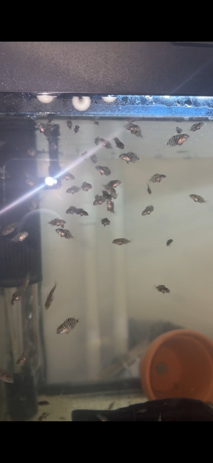 Mooi cichlid vissen  te koop