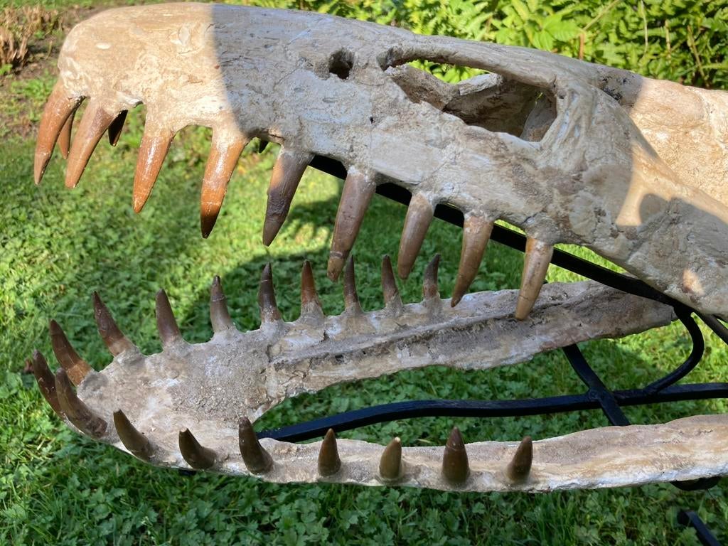 Fossielen Plesiosaurus schedel - Mosasaurus Era., Verzamelen, Ophalen, Fossiel