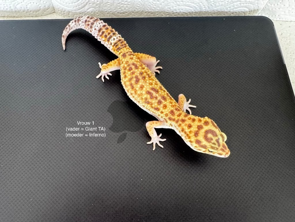 Luipaardgekko vrouw tangerine, Hagedis, Tam, 0 tot 2 jaar