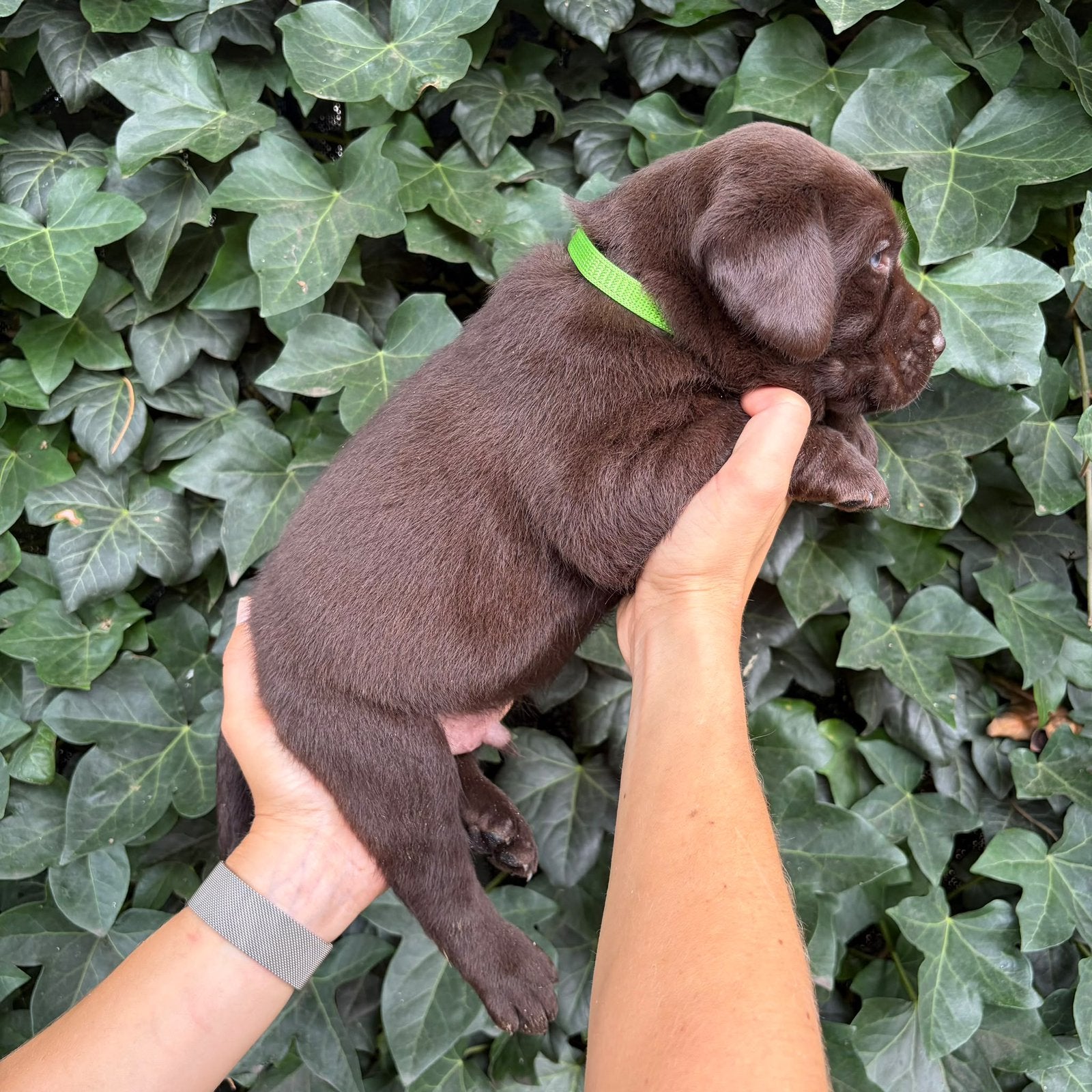 Prachtige choco & zwarte Labrador pups met Vlaams stamboom, België, 8 tot 15 weken, Labrador retriever, Meerdere