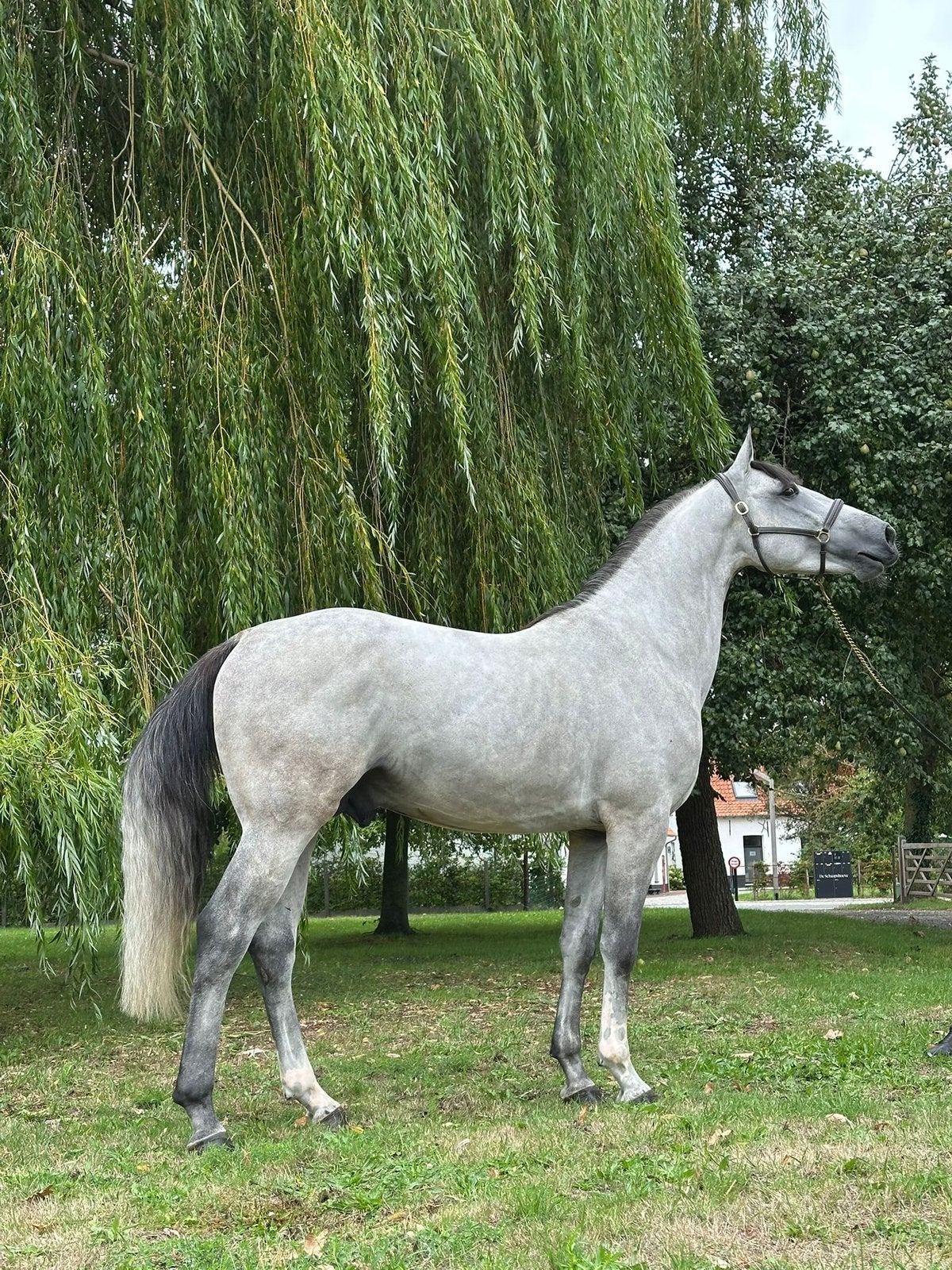 Bloedmooie 4 jarige hengst zangersheide springpaard, Étalon, Cheval de saut