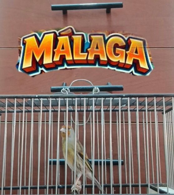 Vogel Pieters Malaga wydani, Mâle, Canari chanteur