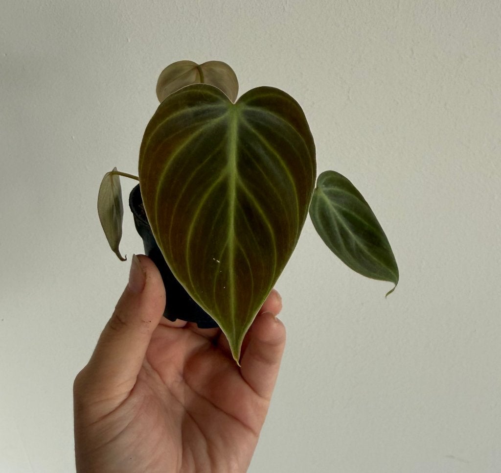 Philodendron El Choco Red, Maison & Meubles, Plantes d'intérieur, Autres espèces, Enlèvement ou Envoi, Moins de 100 cm, Plante verte