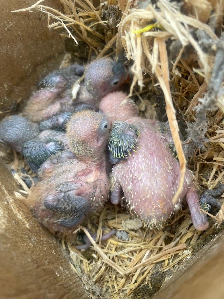 5 bébés tourtereaux à nourrir à la main, Plusieurs animaux, Perroquet nain ou Inséparable, Bagué