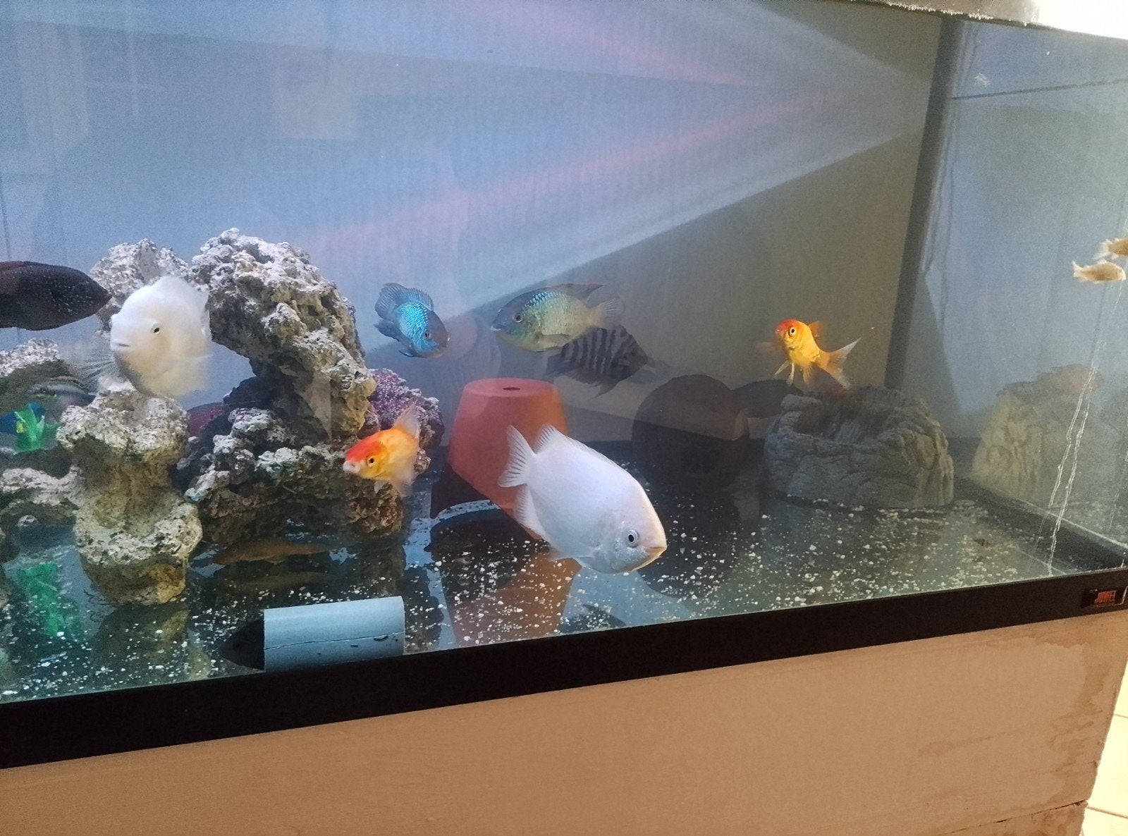 soorten cichliden  koppels en reuze goerami m, Dieren en Toebehoren