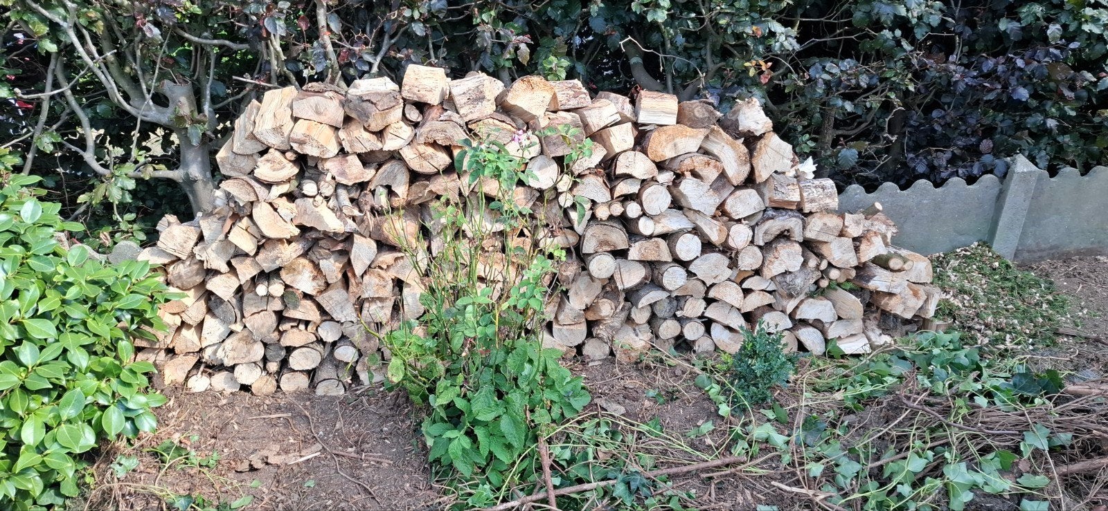 Brandhout  dennenhout droog, Tuin en Terras, Ophalen