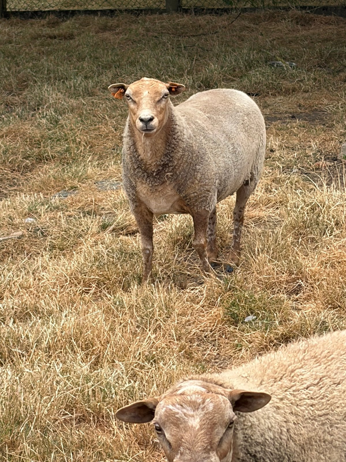 Verschillende schapen te koop, Plusieurs animaux, Mouton, 0 à 2 ans