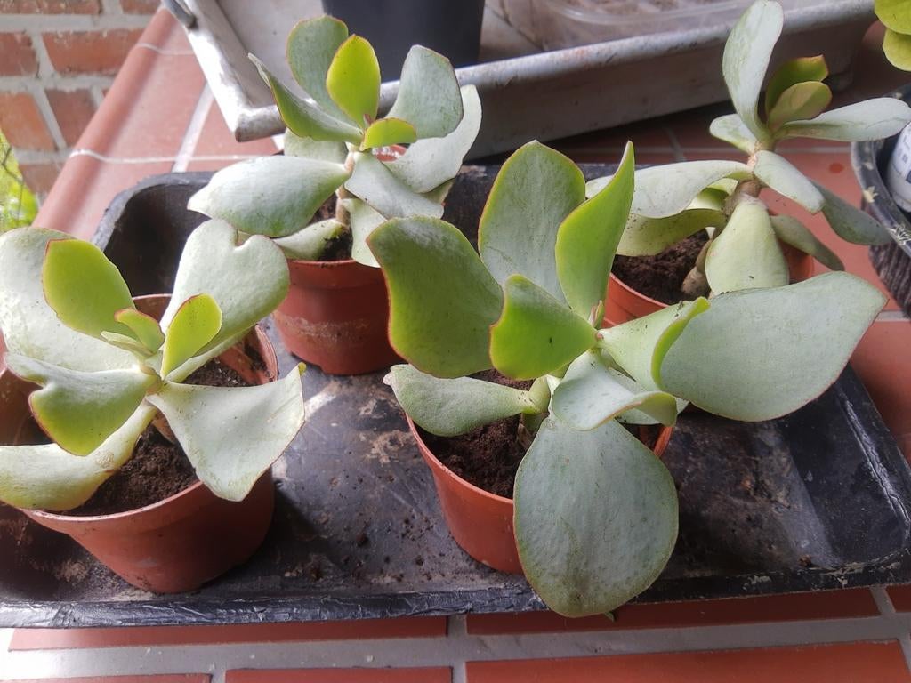 Vetplantjes, Ophalen