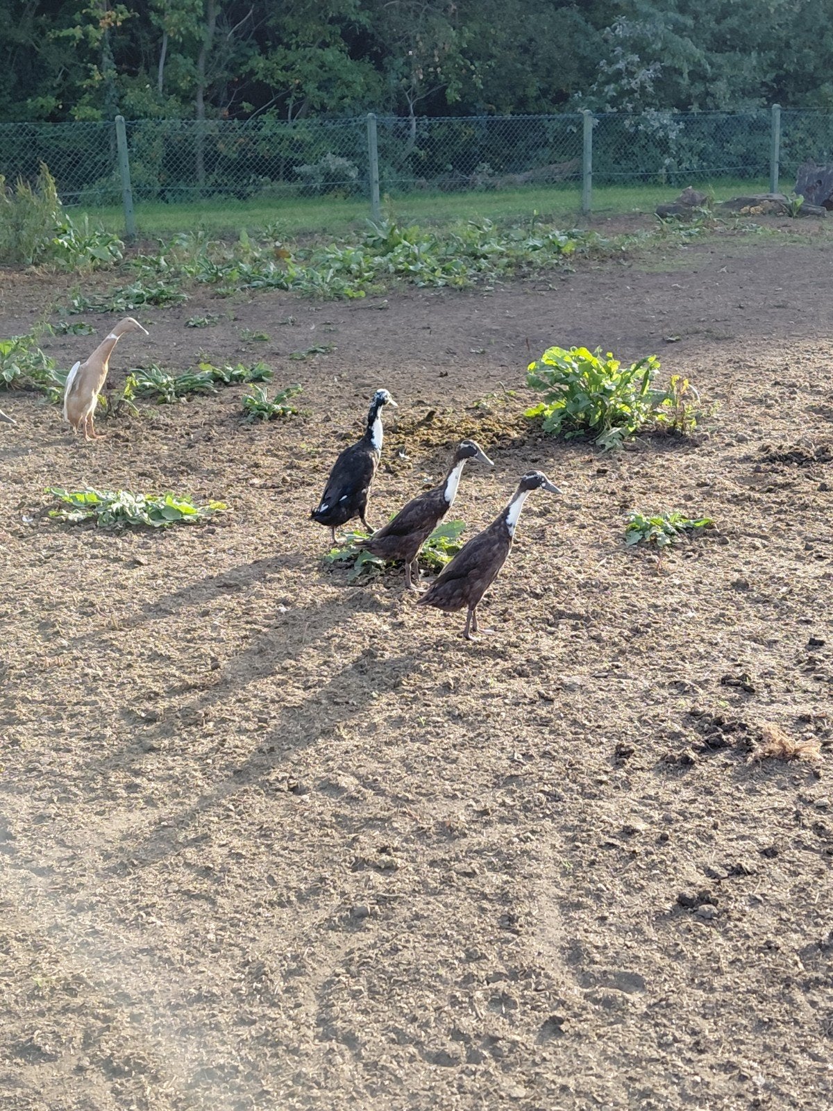 trio indische loopeenden, Dieren en Toebehoren, Meerdere dieren, Eend