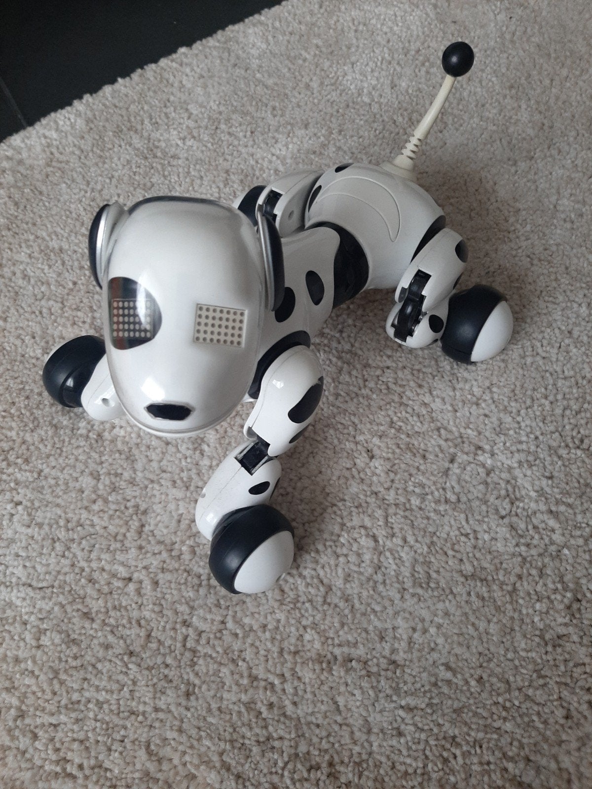 Zoomer hond, Ophalen of Verzenden