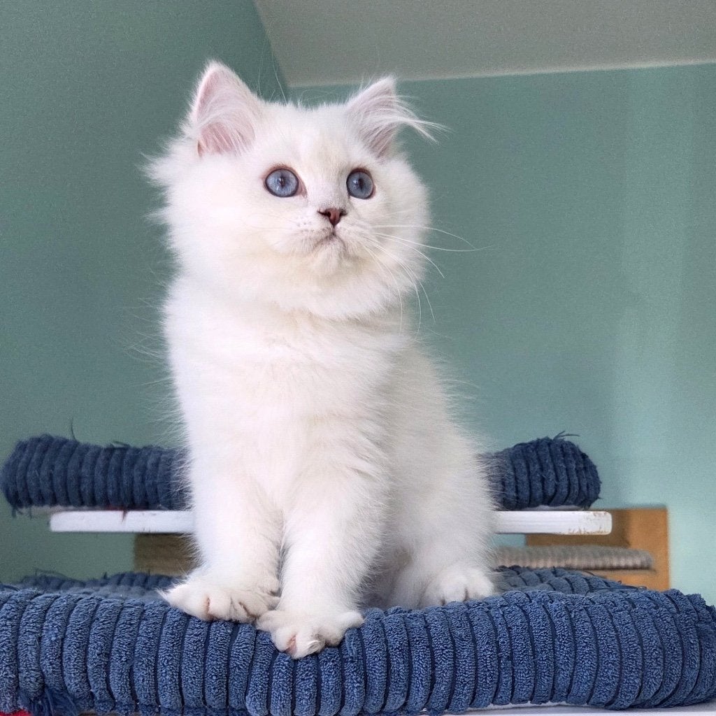 Britse langhaar, Poes, Met stamboom, 0 tot 2 jaar