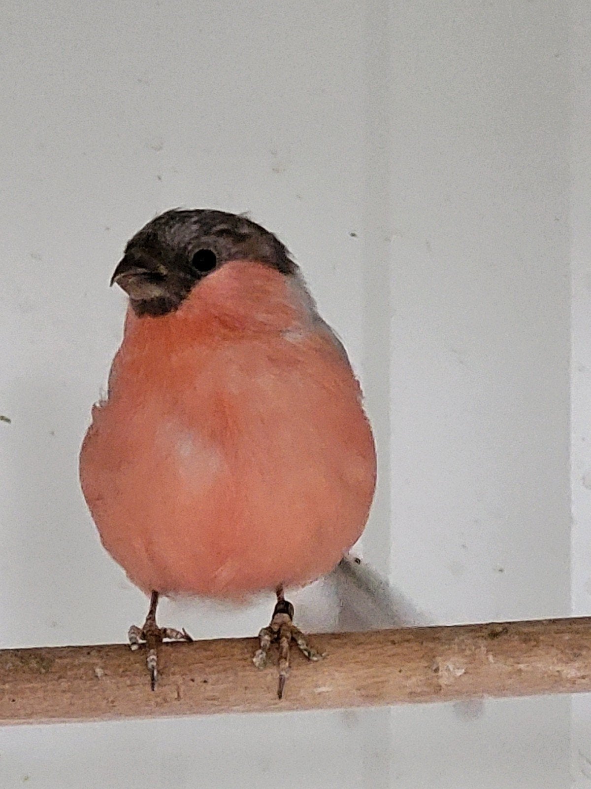 pastel goudvink kweekman 2025, Dieren en Toebehoren, Mannelijk, Wildzangvogel, Geringd