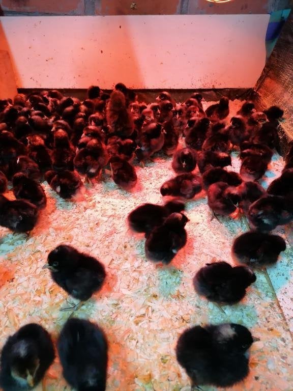 dag kuikens voor vlees of leg uitkomst 27 oktober 13 rassen, Dieren en Toebehoren, Meerdere dieren, Kip