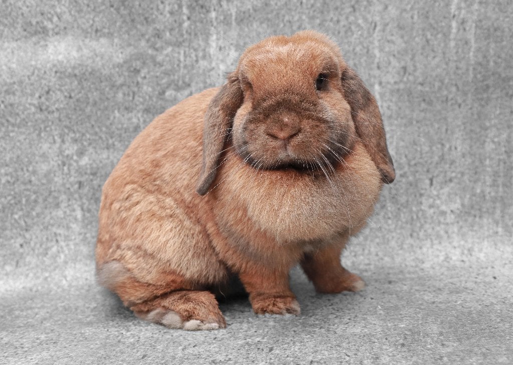 Super lieve knuffelige NHD Dwerg hangoor voedster Fleur, Dieren en Toebehoren, Vrouwelijk, Dwerg, Hangoor, 0 tot 2 jaar