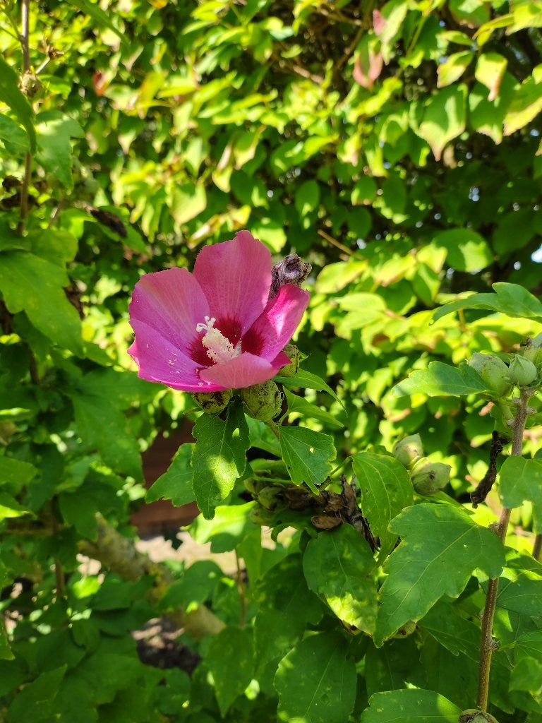 Hibiscus, Tuin en Terras, Vaste plant, Halfschaduw, Zomer, Ophalen