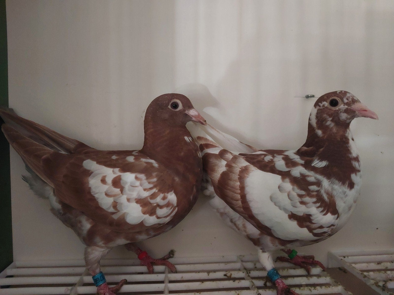 Meulemans choco gezocht