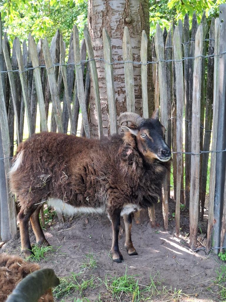 schaap ooi soay, Dieren en Toebehoren, Schapen, Geiten en Varkens, Schaap, Vrouwelijk, 3 tot 5 jaar