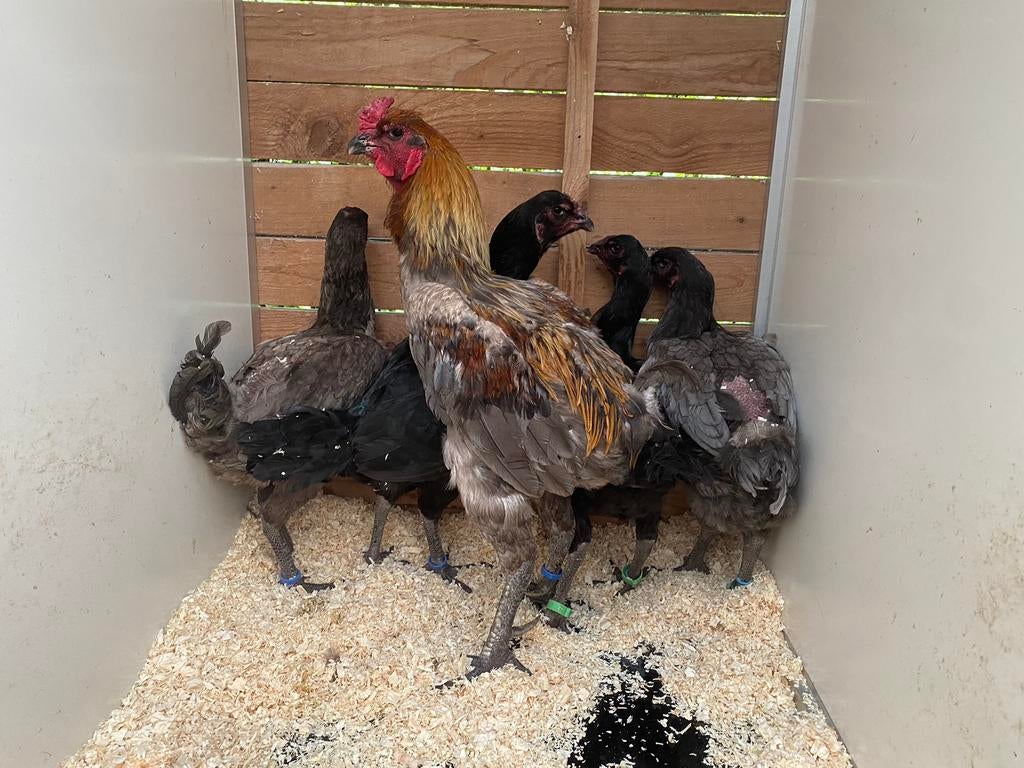 Luikse vechter 2 hanen 4 hennen (2 trio ‘s), Dieren en Toebehoren, Pluimvee
