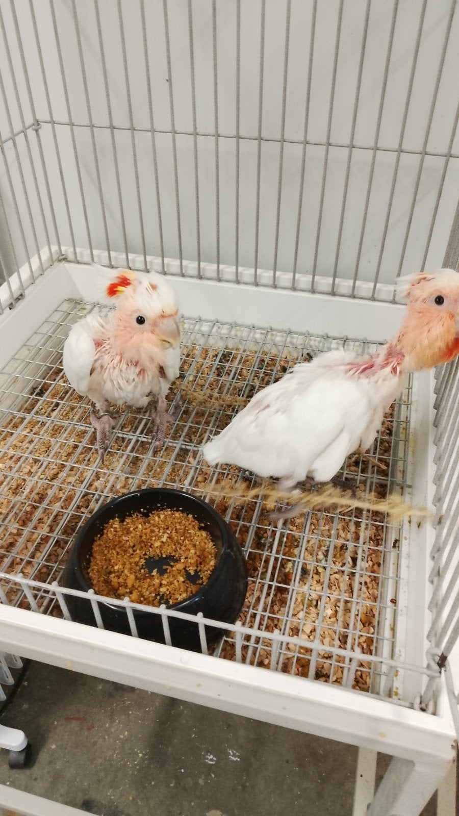 Des bébés cacatoes incas apprivoisés avec de l'ADN et testés, Animaux & Accessoires, Oiseaux | Perruches & Perroquets, Perroquet