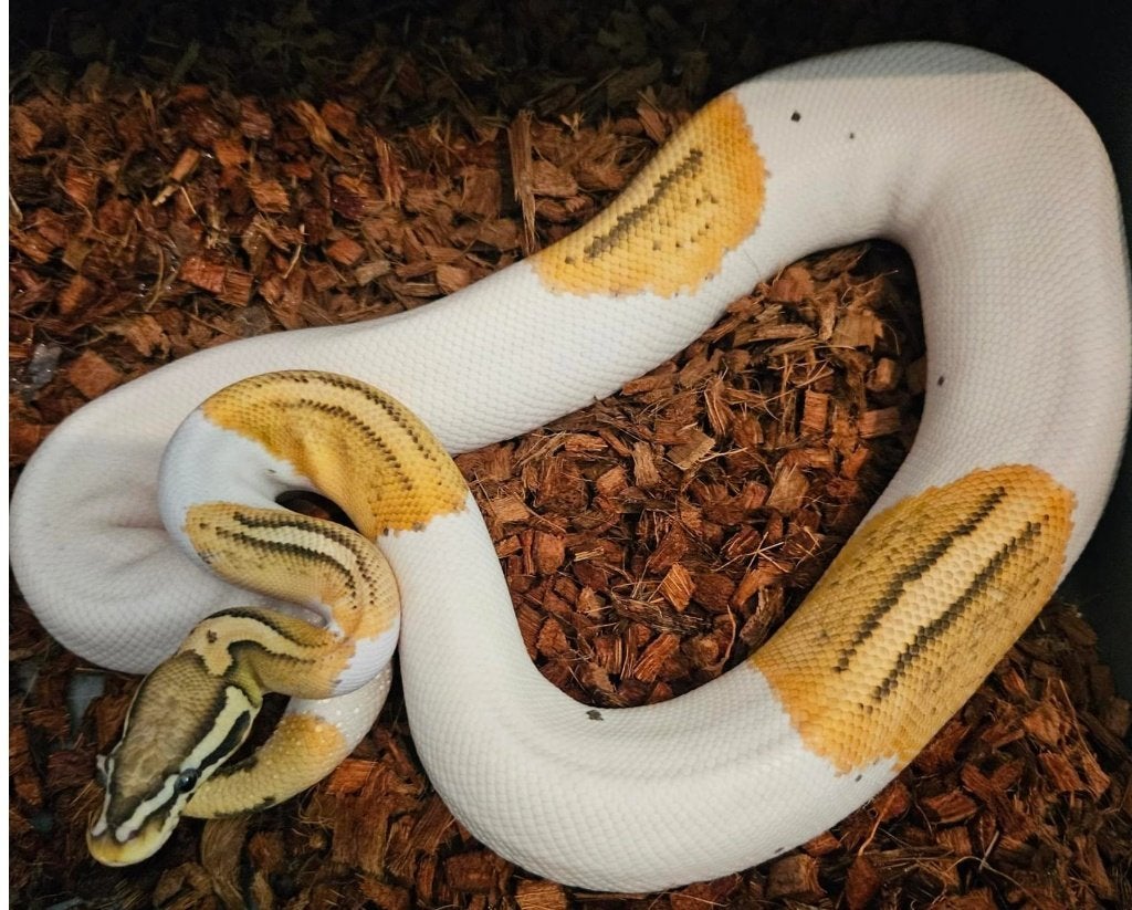 Male regius reproducteur, Serpent, 3 à 6 ans